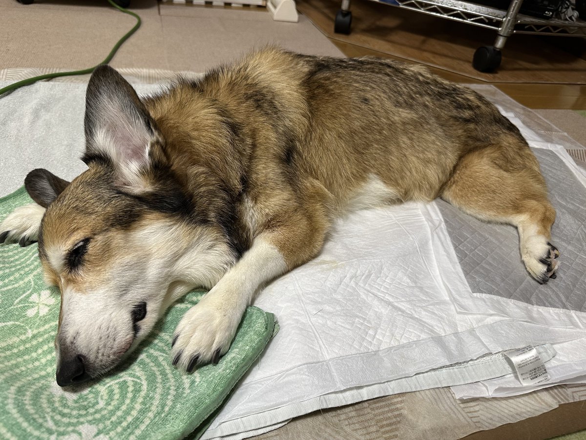 sz_code500's tweet image. おやすみ。 #corgi
昨日、今日と何人もの人が顔を見に来てくれました。皆さんに可愛がって貰えてありがたい事です。