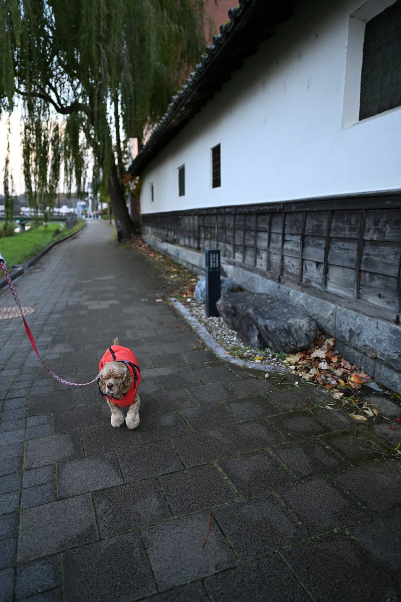 chageki's tweet image. ジュリオと散歩～雨上がりの早朝散歩です。 plaza.rakuten.co.jp/shigekimb0515/… #r_blog 　＃アメリカンコッカースパニエル