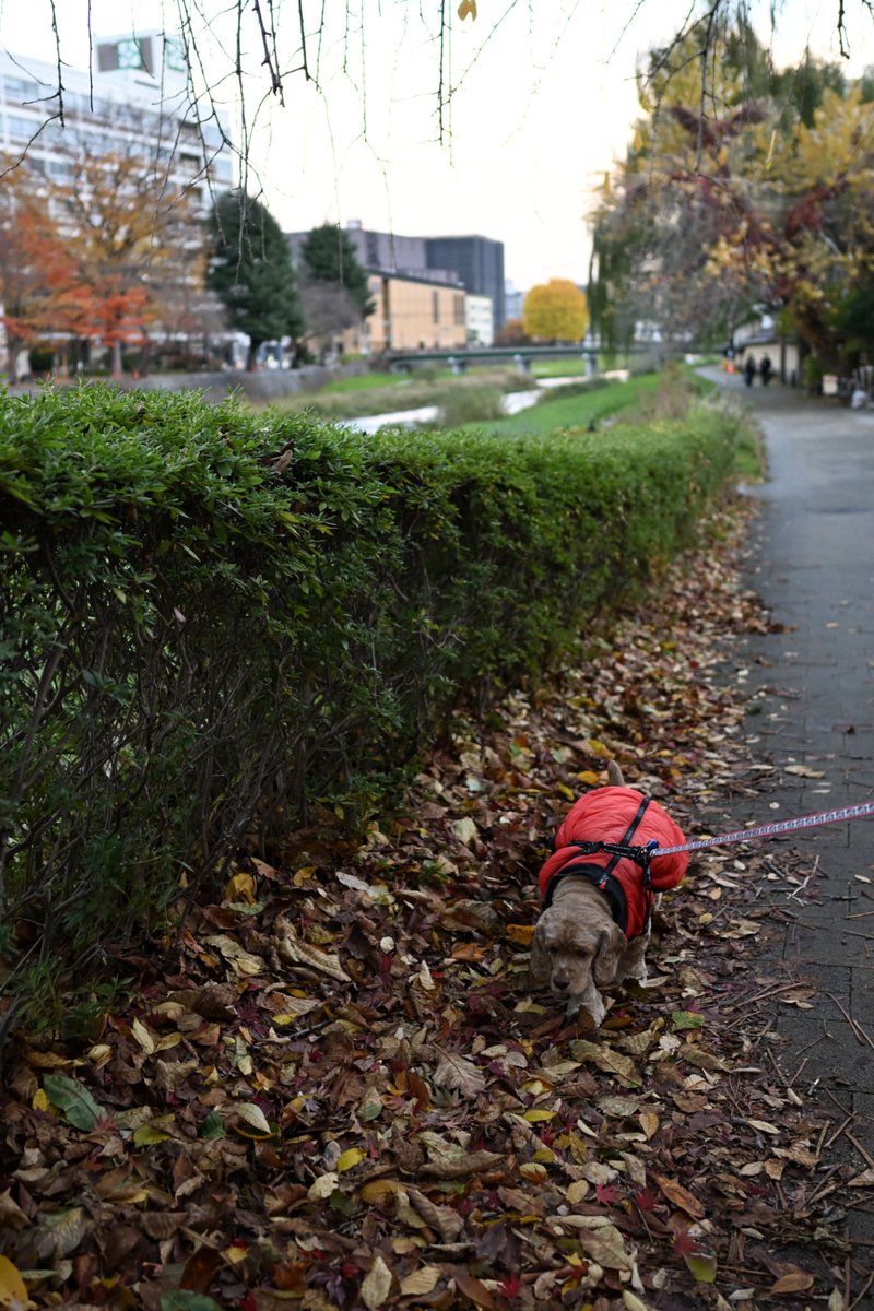 chageki's tweet image. ジュリオと散歩～雨上がりの早朝散歩です。 plaza.rakuten.co.jp/shigekimb0515/… #r_blog 　＃アメリカンコッカースパニエル