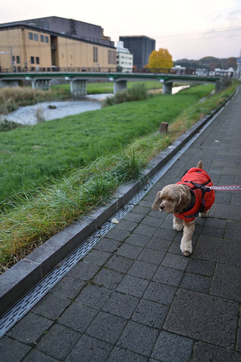 chageki's tweet image. ジュリオと散歩～雨上がりの早朝散歩です。 plaza.rakuten.co.jp/shigekimb0515/… #r_blog 　＃アメリカンコッカースパニエル