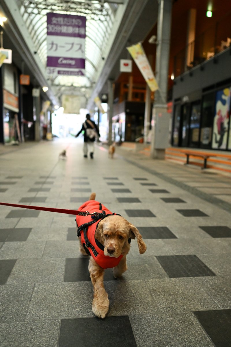 chageki's tweet image. ジュリオと散歩～雨上がりの早朝散歩です。 plaza.rakuten.co.jp/shigekimb0515/… #r_blog 　＃アメリカンコッカースパニエル