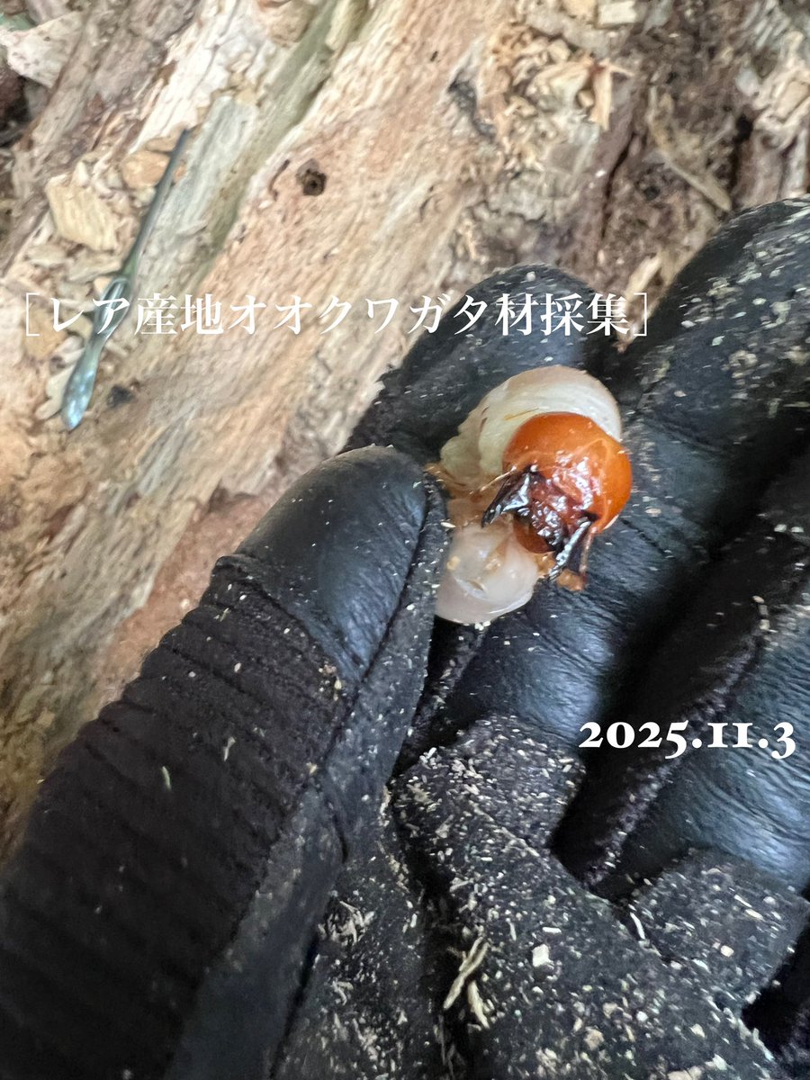 ［オオクワガタ材採集］レア産地　2025.11.3
youtu.be/PgOR4QvnC4A