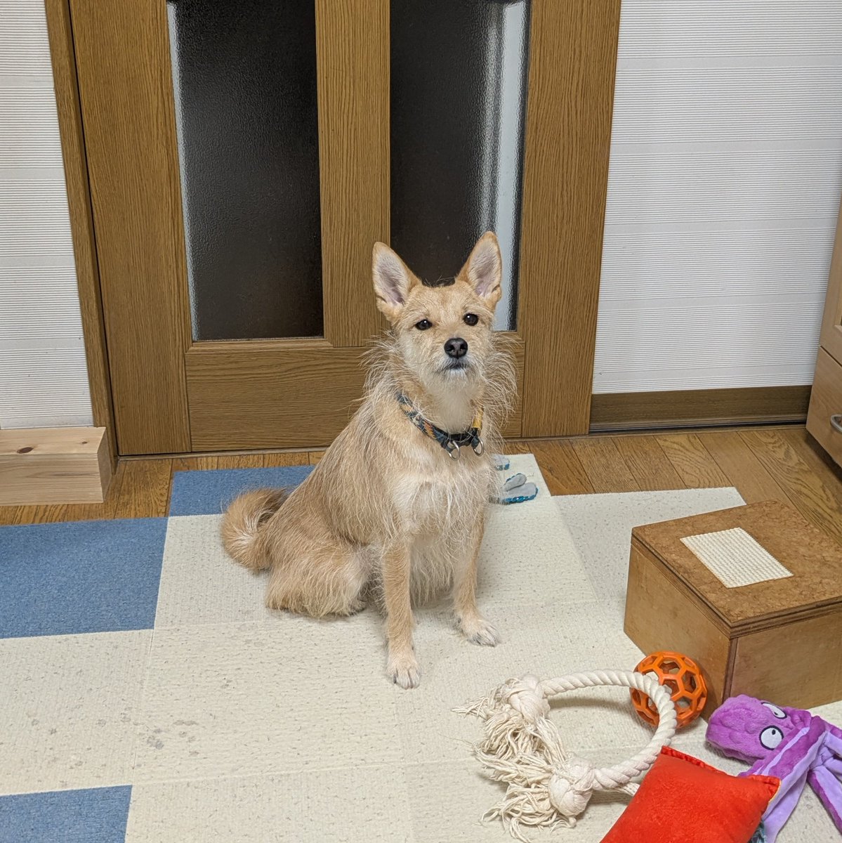 犬ちゃん 犬ちゃん (@dogchan1010) / Posts / X