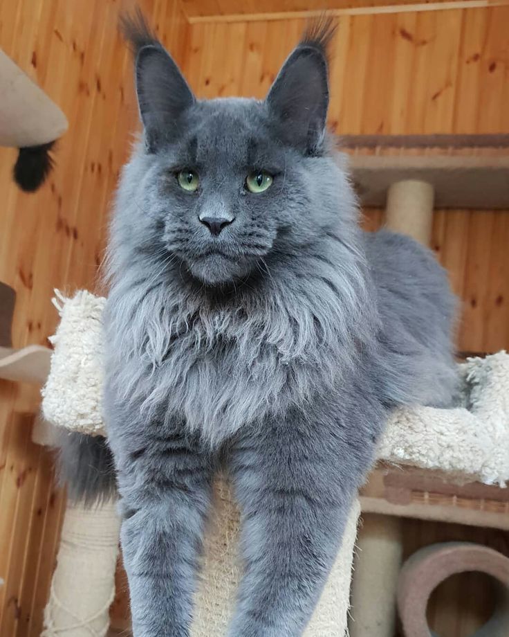 Agora tenho DOIS gatos GIGANTES