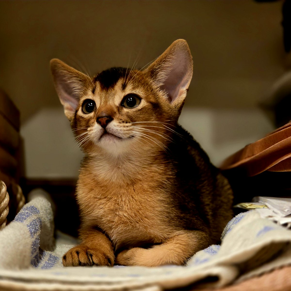 Newest member of the family. Quite the orator. Likely name - Demonsthanes,or Demo for short