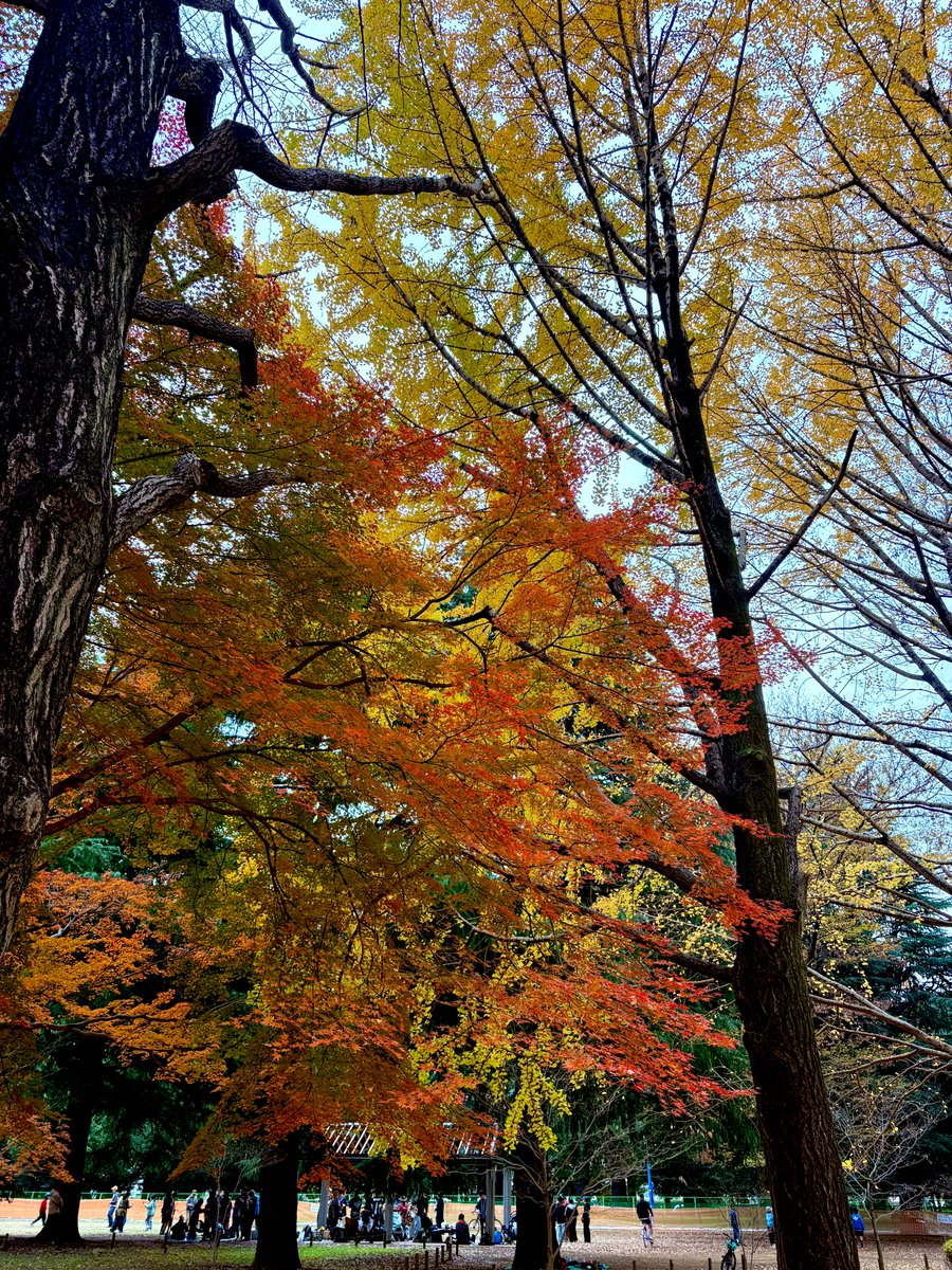 紅葉撮影🍁🍂