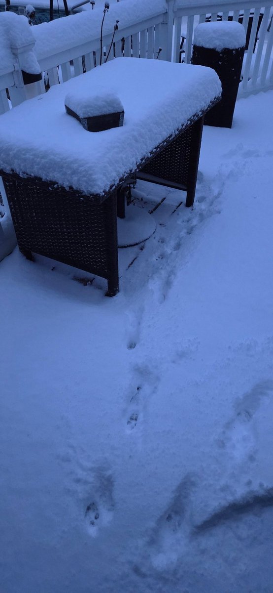 Shadow7917's tweet image. First snow