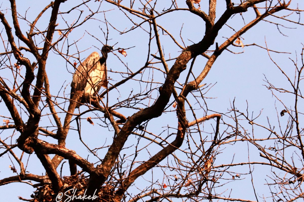 White-rumped, Slender-billed and Juvenile Egyptian Vultures
#vulture #birds #BirdsOfAFeather #birdsoftwitter #nepali #conservation #wildlife #wildlifephotography #WildlifeConservation #WildlifeStories #wildlifebattle <a href="/birdlifenepal/">BCN</a> <a href="/nepaltourismb/">Nepal Tourism Board</a> <a href="/lumbinitour/">Lumbini Tourism</a> <a href="/Lumbinidtrust/">Lumbini Development Trust</a>