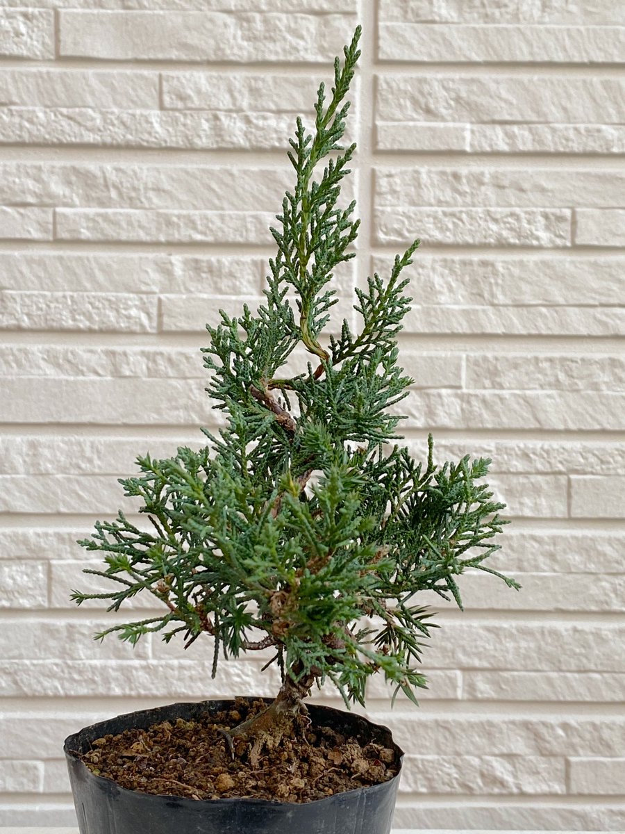 chun83_sponge's tweet photo. 真柏の針金掛けをしました。
#bonsai #盆栽 #真柏 #初心者 https://t.co/Efhjyh8vzz