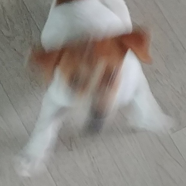 지금은 의젓강쥐인데
타리 아기때는 악령 들린 피라냐 같앗음

"그건절대안되는일이야악"