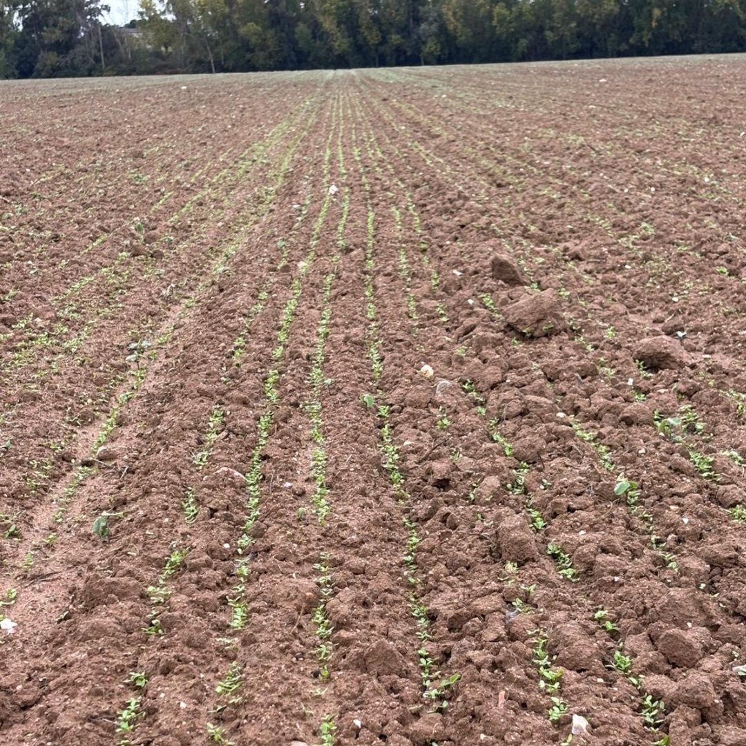 Camelina Comp España tweet media