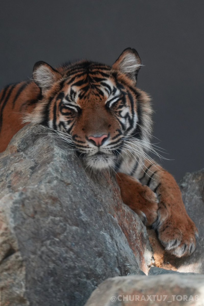 CHURAXTU7_TORA8's tweet image. まったりマクちゃんと💤🐏
おやすみなさい🌙
#東山動植物園　#スマトラトラ
📷2025年11月