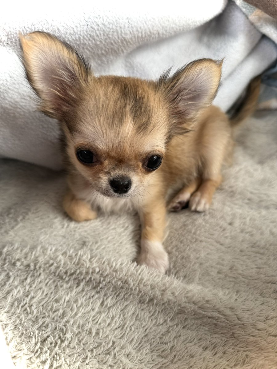 tocox's tweet image. お迎えして1週間が経ちました。
生後3ヶ月半のチワワ「こより」です。
みなさんよろしくお願いします♡

糸ちゃんは訳が分からず、戸惑いのあまり私に怒ったり甘えたりしていますが、この一週間でこんなに距離が縮まりました。…