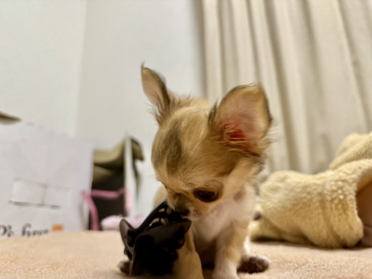 tocox's tweet image. お迎えして1週間が経ちました。
生後3ヶ月半のチワワ「こより」です。
みなさんよろしくお願いします♡

糸ちゃんは訳が分からず、戸惑いのあまり私に怒ったり甘えたりしていますが、この一週間でこんなに距離が縮まりました。…