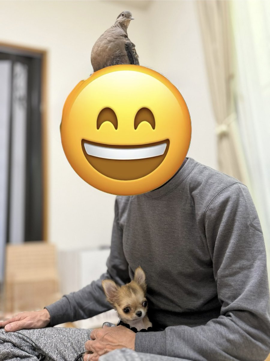 tocox's tweet image. お迎えして1週間が経ちました。
生後3ヶ月半のチワワ「こより」です。
みなさんよろしくお願いします♡

糸ちゃんは訳が分からず、戸惑いのあまり私に怒ったり甘えたりしていますが、この一週間でこんなに距離が縮まりました。…