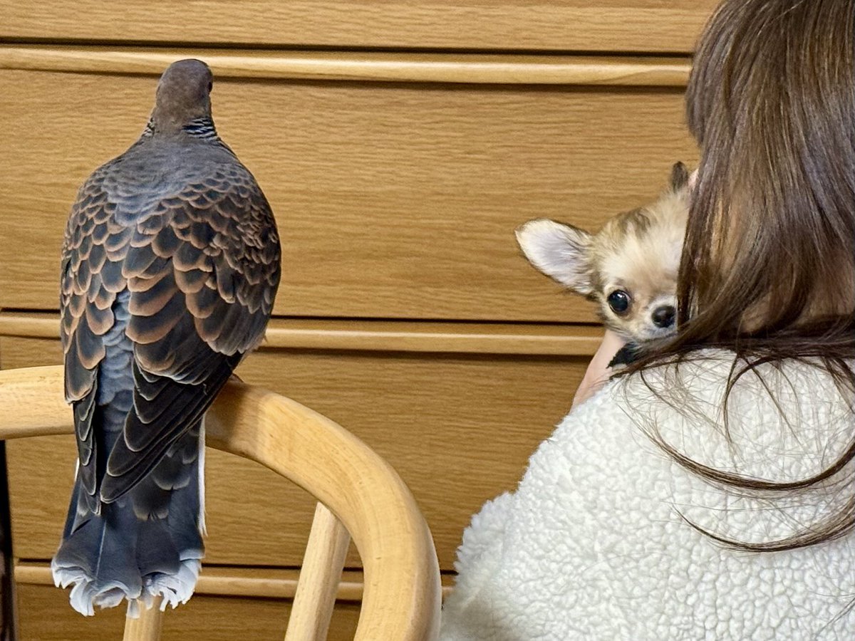 tocox's tweet image. お迎えして1週間が経ちました。
生後3ヶ月半のチワワ「こより」です。
みなさんよろしくお願いします♡

糸ちゃんは訳が分からず、戸惑いのあまり私に怒ったり甘えたりしていますが、この一週間でこんなに距離が縮まりました。…