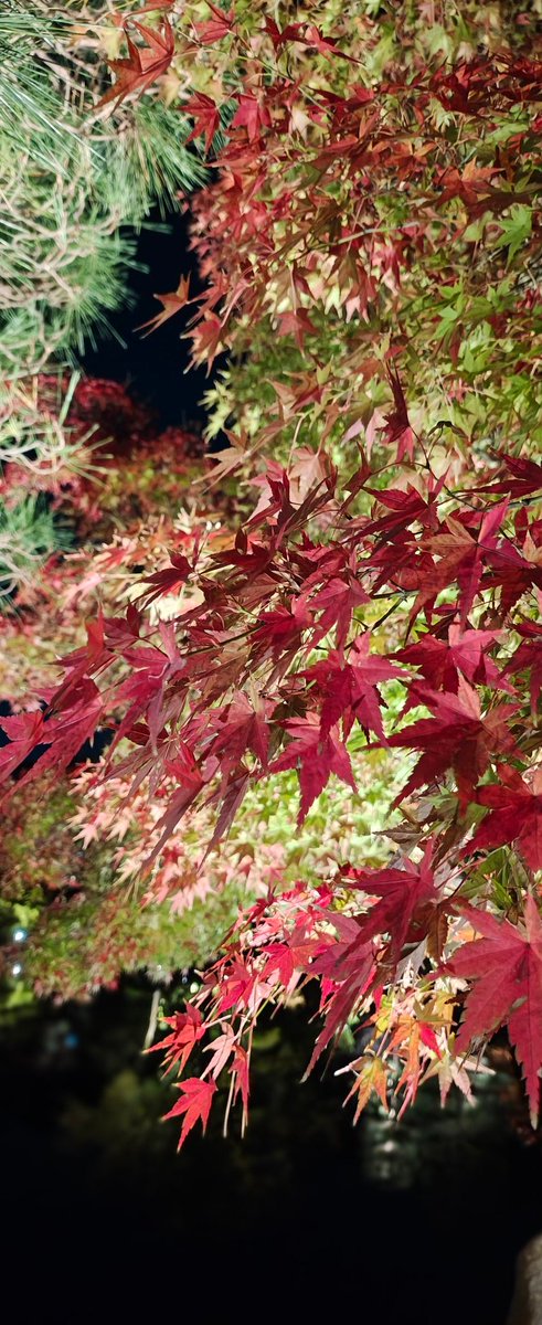 9BC_A8's tweet photo. 紅葉のライトアップ見てきた！！！
めちゃくちゃ綺麗だった！！ https://t.co/aTejO9y18j
