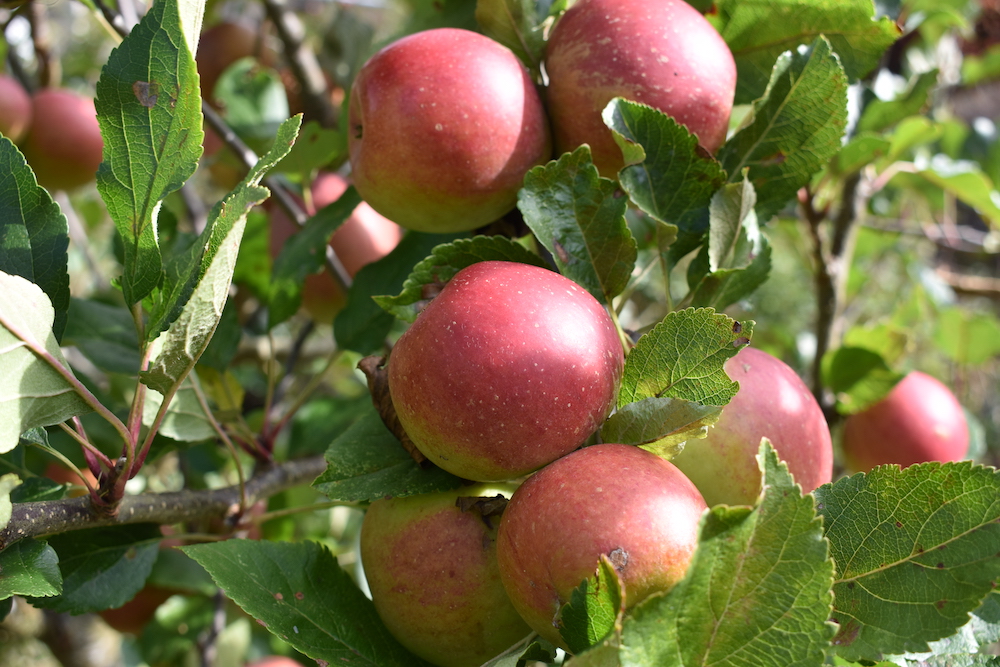Fruit trees benefit all sorts of wildlife, including bees, bats and birds. But around two thirds of UK orchards have been lost since 1960. Planting an apple tree in your garden or community can really help to boost biodiversity.
What to grow:
littlegreenspace.org.uk/features/choos…