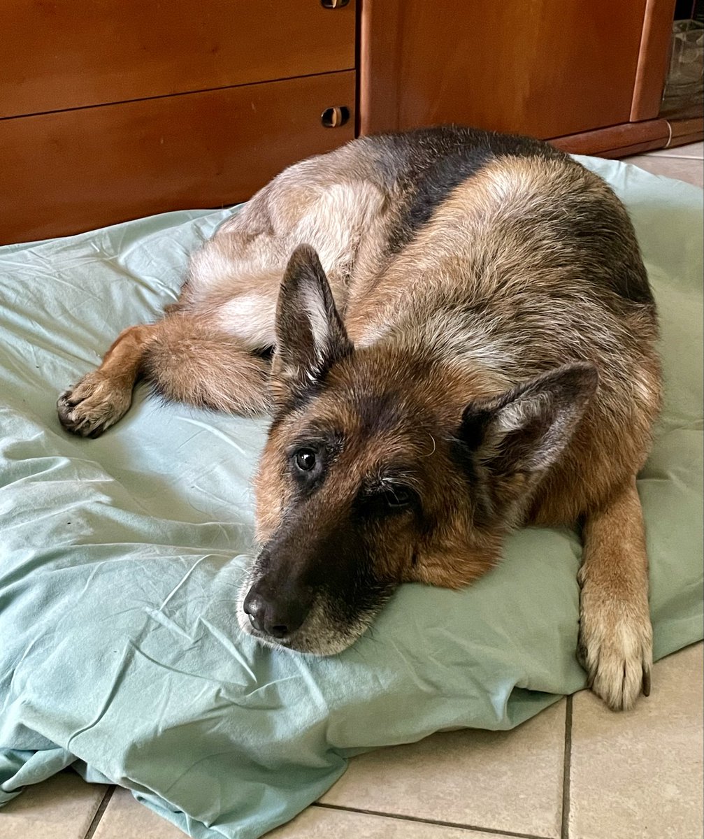 Paola Confalonieri tweet media