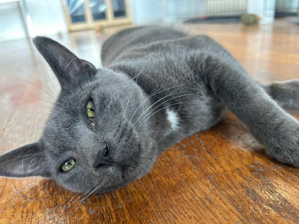 MeWowCatCafe's tweet image. Good morning and Happy Caturday!  Can't wait to fully wake up and play with the hoomans!  😻😽❤  (we open at 10 and we'll have the ☕️🫖🍪🧁 ready!)

#mewowcatcafe #catcafe #saturdays #catlovers #cat #kittylove