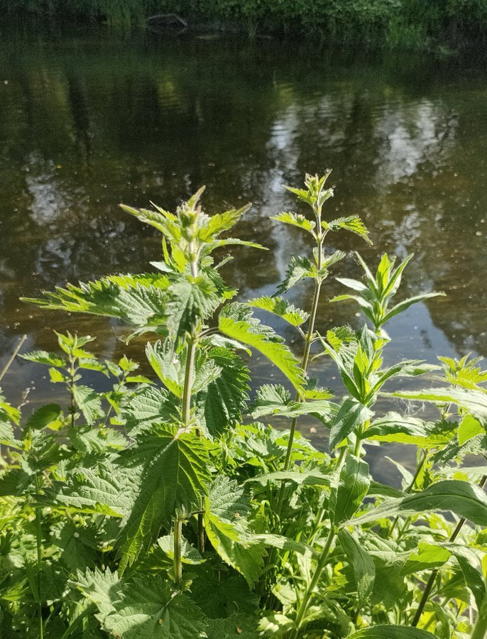 Tree_Folklore's tweet image. In the UK and Ireland, the plain old Nettle supports around forty different species of insects...from caterpillars &amp;amp; aphids to butterflies such as the Peacock &amp;amp; Red Admiral 🦋 

In turn, these insects become food for birds and other creatures, making irritating nettle patches…