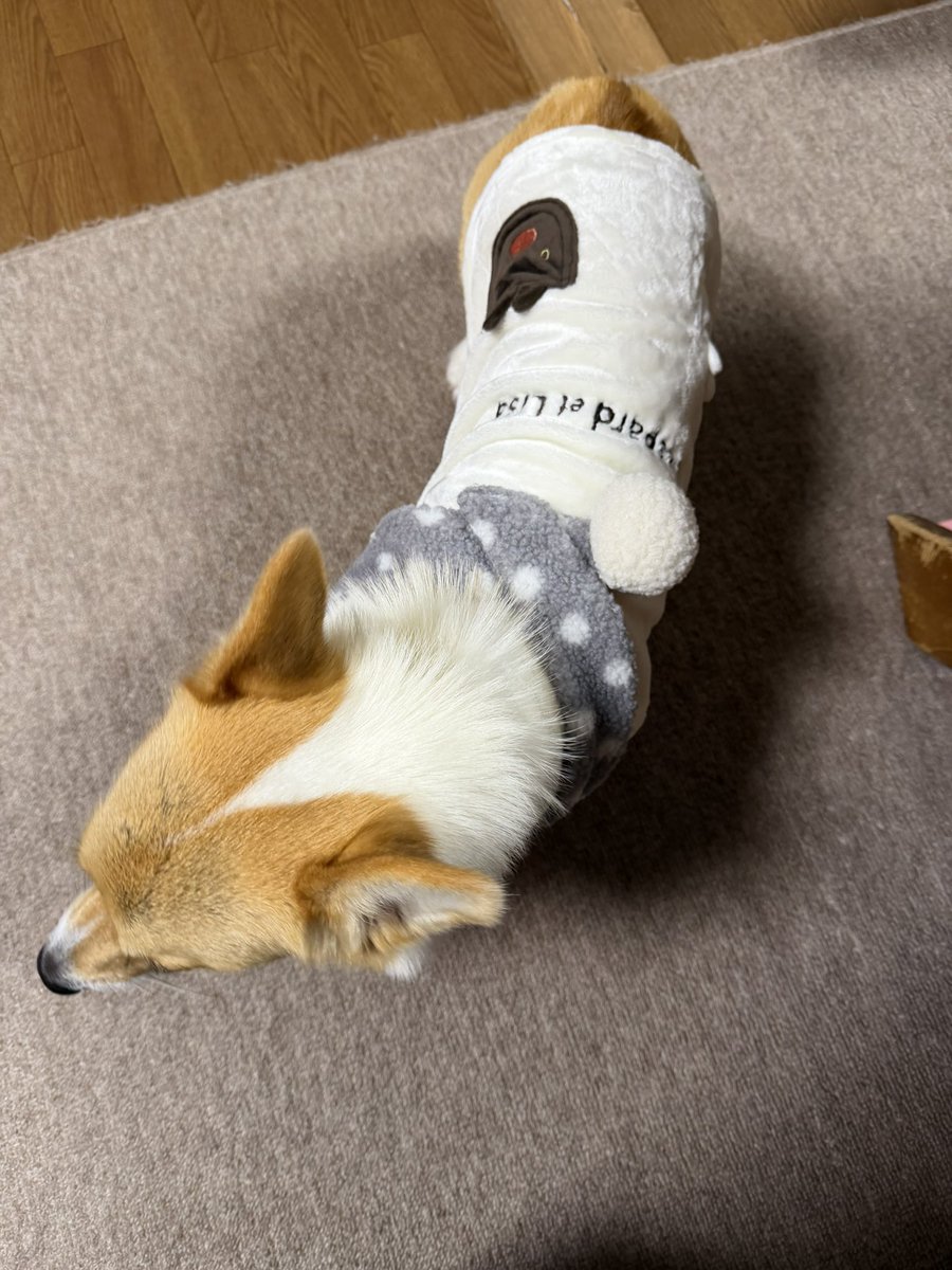 DwkRh7's tweet photo. ボクお洋服を買ってもらったワン🎶
似合うワンか？
 #コーギー https://t.co/QZ3XCctqvm