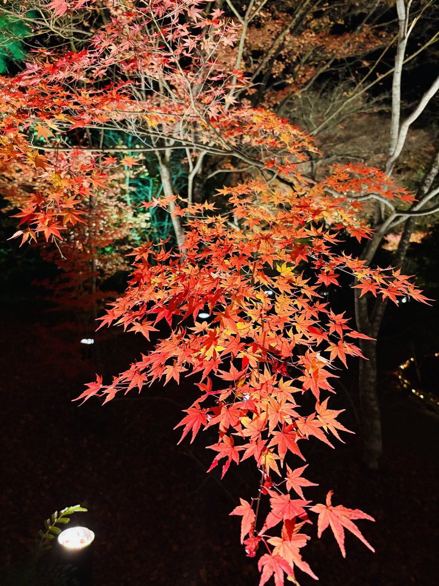 hogonin's tweet photo. 11月ももう終わりですね。
赤や黄色、オレンジなど様々な色合いの紅葉を見ることができます🍁

【秋の夜間拝観は12月7日(日)までです】

#宝厳院
 #嵐山
 #京都 
#天龍寺 
#ライトアップ
 #そうだ京都行こう https://t.co/hgn5joBveR
