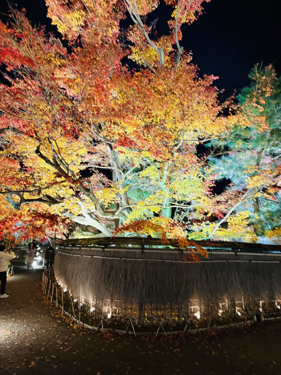 hogonin's tweet photo. 11月ももう終わりですね。
赤や黄色、オレンジなど様々な色合いの紅葉を見ることができます🍁

【秋の夜間拝観は12月7日(日)までです】

#宝厳院
 #嵐山
 #京都 
#天龍寺 
#ライトアップ
 #そうだ京都行こう https://t.co/hgn5joBveR