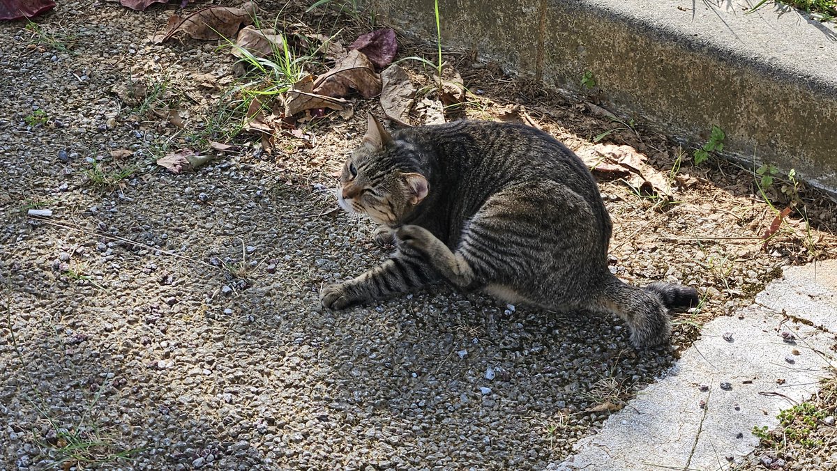 かっちゃん、 (@katchan0809) / Posts / X