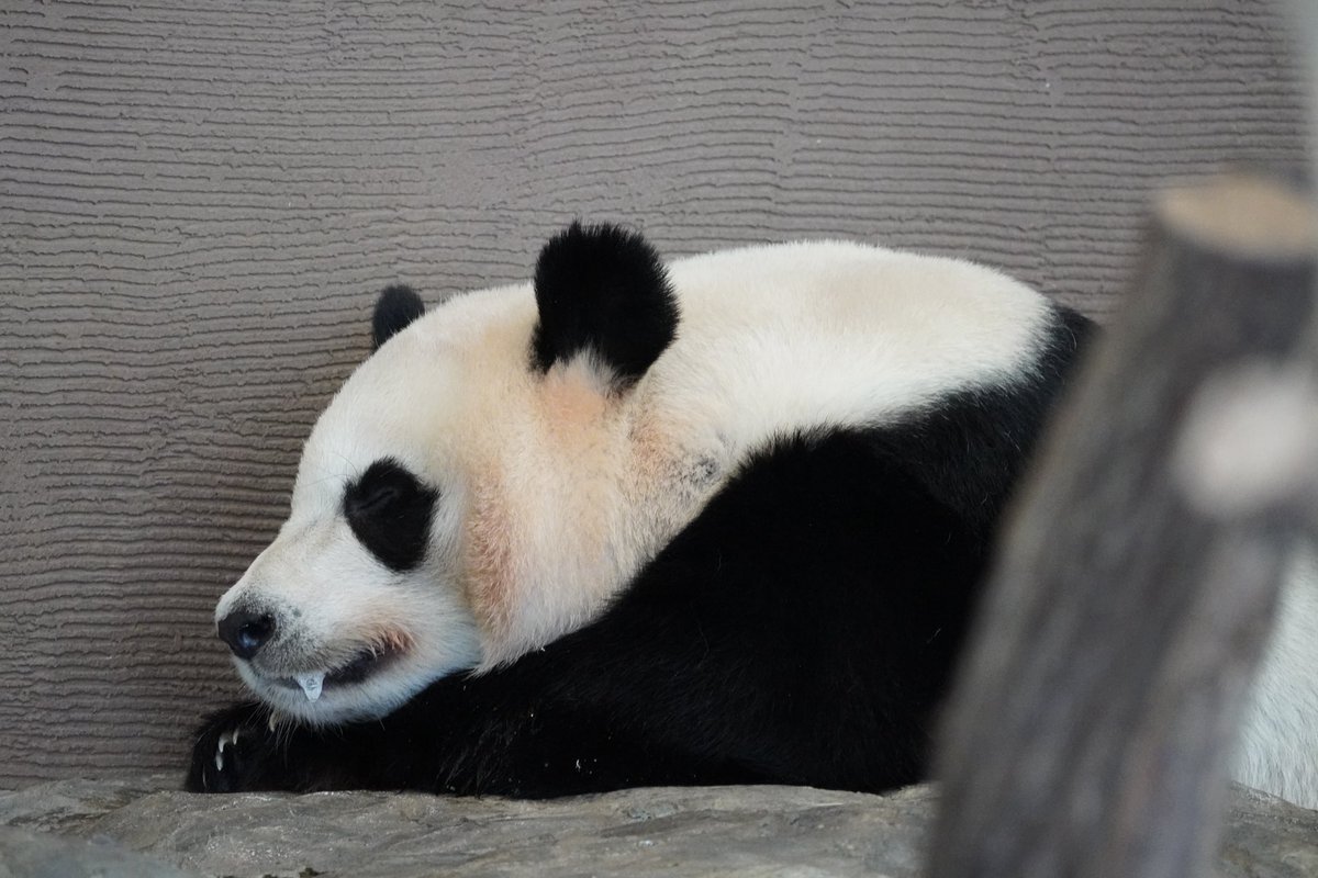 まりも (@6ugySzqmFL21813) / Posts / X