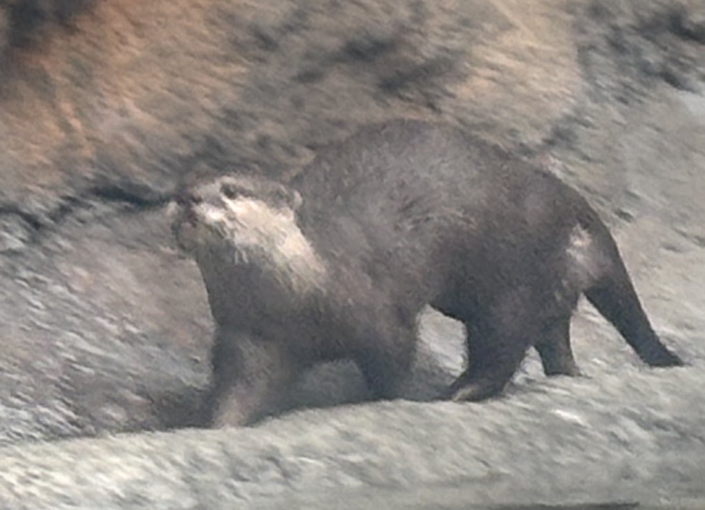 かわうそ(・ᴥ・) (@iF9kOxq2miU6JaD) / Posts / X