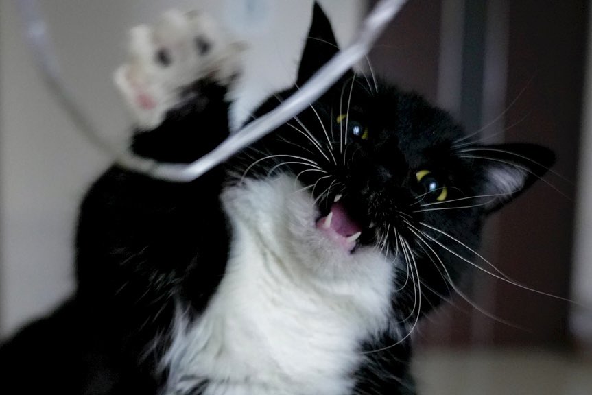 I'm Uni :3 tweet media