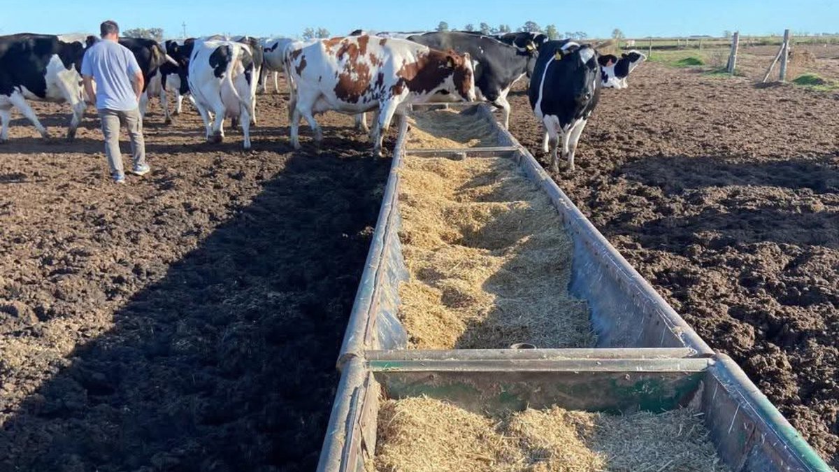 #EstrésCalórico Durante éste, las vacas reducen el consumo de MS, pero su demanda energética sigue siendo alta. Por eso, es crucial:
👉 Aumentar la densidad energética
👉 Evitar excesos de fibra 
👉 Ofrecer alimento en horarios frescos
👉 Brindar acceso constante a agua y sales