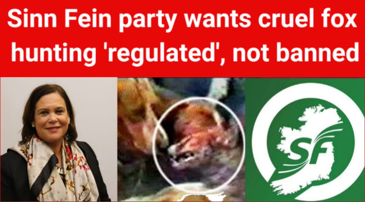 banbloodsports's tweet photo. Sinn Fein has signalled that it shamefully won’t be supporting a ban on fox hunting next month, despite the extreme animal cruelty involved and the fact that the vast majority in Ireland want it ended https://t.co/ZJyU90jSwh #Ireland #AnimalCruelty #BanFoxHunting https://t.co/UzpdEOuESX