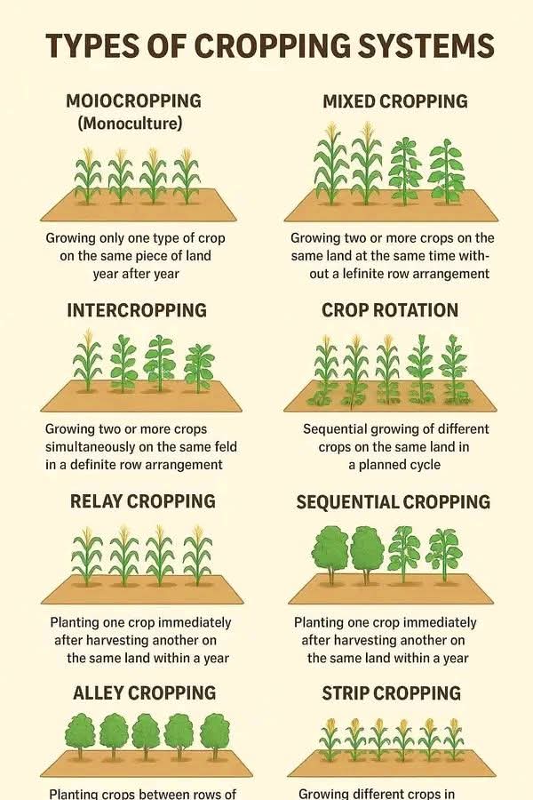 JacquesMuhirwa's tweet image. In agriculture, cropping systems refer to the way crops are grown on a piece of land over time and space. Different systems are used depending on soil, climate, resources, and farming goals. Here are the main types:

1. Monocropping (Monoculture)
Growing only one type of crop on…
