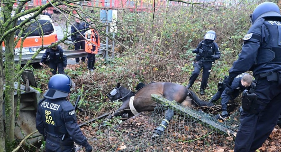 Wenn ein Pferd so schwer verletzt ist, dass es nicht mehr alleine aufstehen kann, bedeutet das sein Todesurteil. Das – ebenso wie die vielen verletzten Polizisten und anderen Personen – haben die Linken zu verantworten. Das ist das Ergebnis linksextremistischer Gewalt. Und es ist