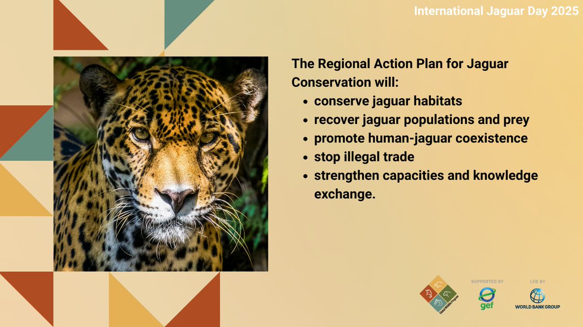WBG_Environment's tweet photo. Jaguar range states adopted the first-ever regional action plan for jaguar conservation! The plan supports healthy forests, local communities, & biodiversity. @theGEF-supported, @WorldBank-led #GlobalWildlifeProgram (GWP) will support them.
https://t.co/jp95R2MIYO https://t.co/HiRKLkubke