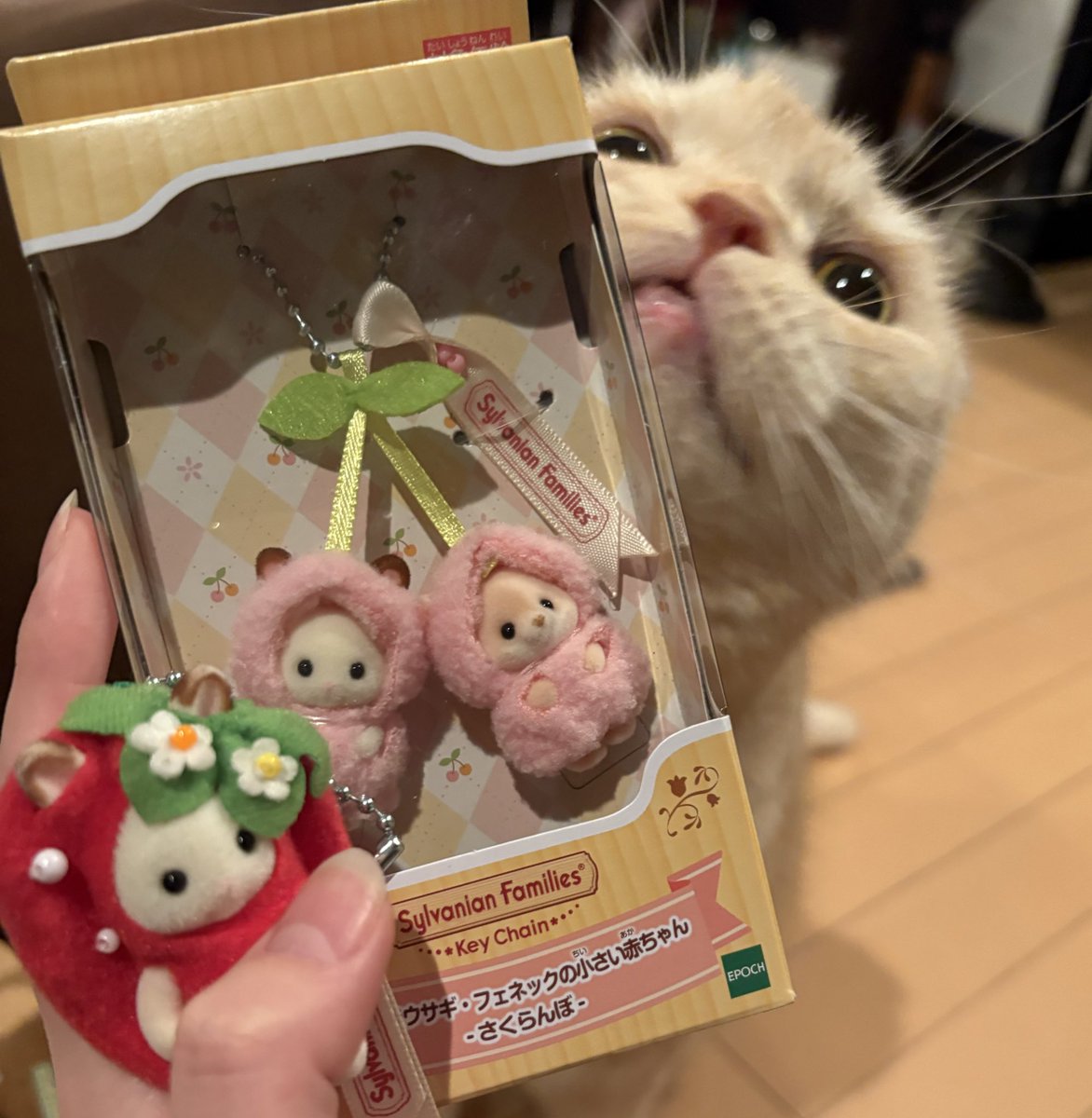 trsn0529's tweet photo. さくらんぼちゃんと仲良くしてね🍒
#スコティッシュフォールド
#シルバニア https://t.co/ZkVdAP5C7c