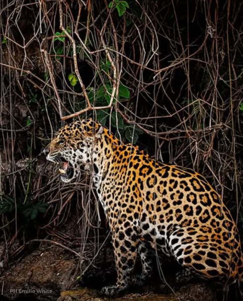 Día Internacional del Yaguareté 🐾

👉🏻 Nos unimos al compromiso de conservar el hogar de este imponente felino y a promover el respeto y cuidado de nuestros entornos naturales para asegurar su supervivencia 🐆💧