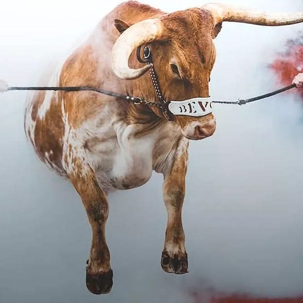 <a href="/xbillc/">Mike Boatworx</a>  
Hook'em Horns 
God Bless Texas Football 
Hat's Off to The Horns God Guts Glory 
🦬🤠🦬🤠🦬🤠🦬🤠🦬🤠🦬🤠🦬🦬🦬