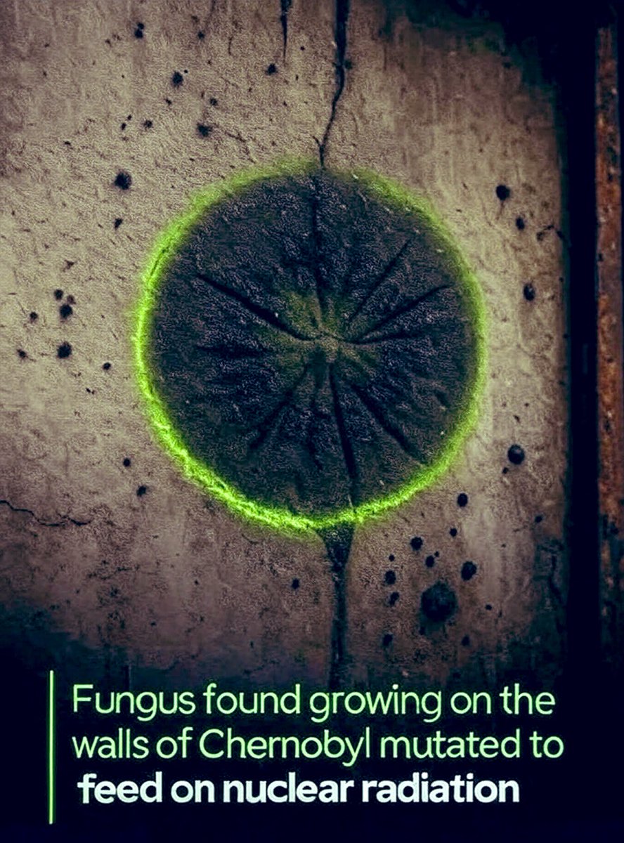 In the highly radioactive ruins of the Chernobyl reactor, scientists discovered a remarkable black fungus called Cladosporium sphaerospermum, that appears to use radiation the way plants use sunlight.

This process, sometimes called radiosynthesis, lets the fungus convert gamma