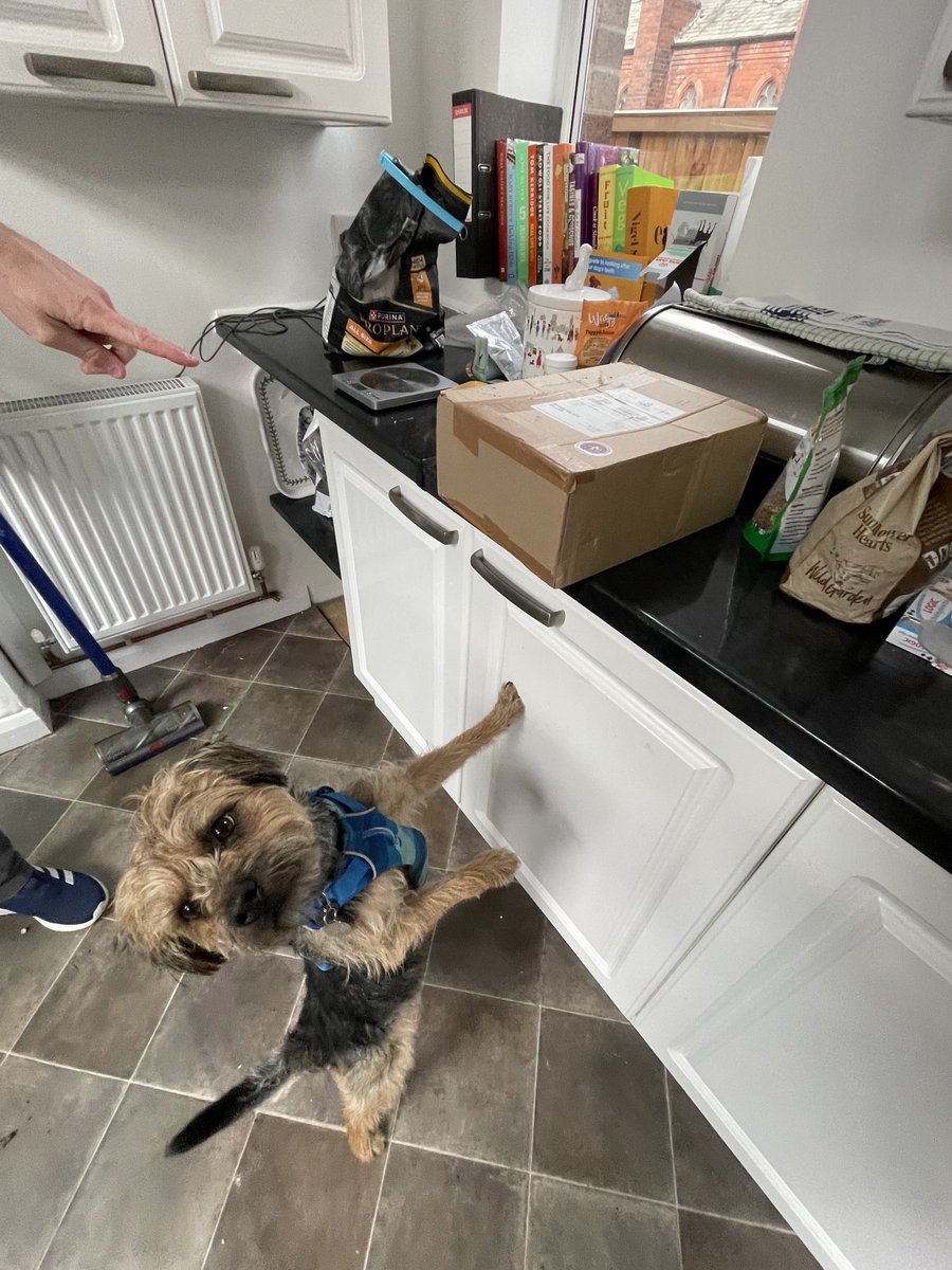 HomesChristineH's tweet image. When you’re ⁦@bemorebob2⁩ #Advent parcel arrives &amp;amp; you’re told you have to wait until tomorrow #Benedict #BTPosse ⁦@revdlouisjj⁩