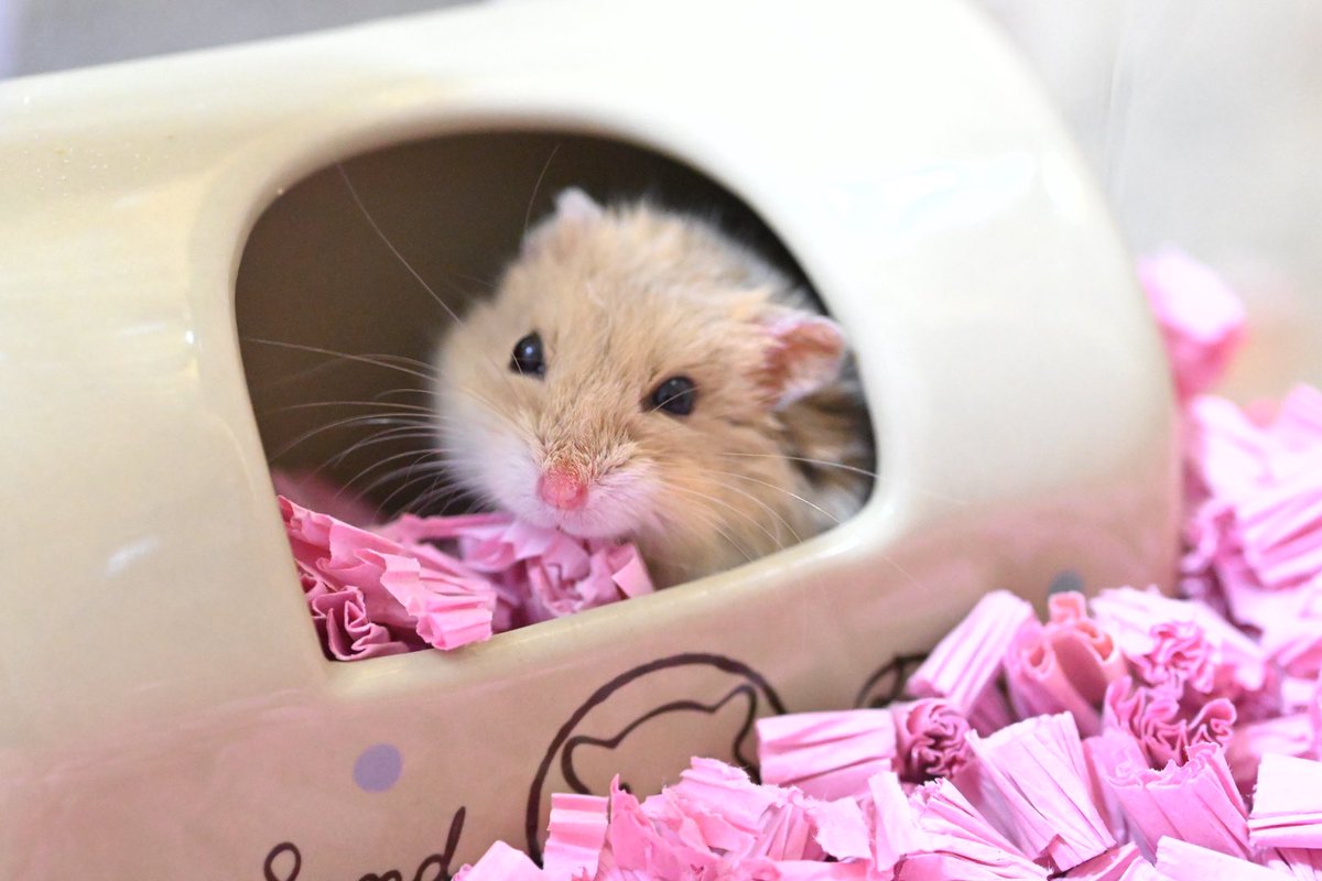 そこ好きだねえ🤭🩷
#キャンベルハムスター　#ハムスター　#ののちゃん