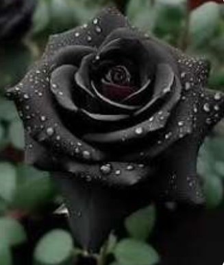 فقط ایک سیاہ گلاب کی چاہت میں نا جانے 

کتنے گلاب میری انا کی زد میں آئے      

اب آپ پوچھنے آئے ہیں حال میرا ؟     

اب تو ہم دل کو سمجھا چکے کہ حد میں آئے 
#اردو_زبان