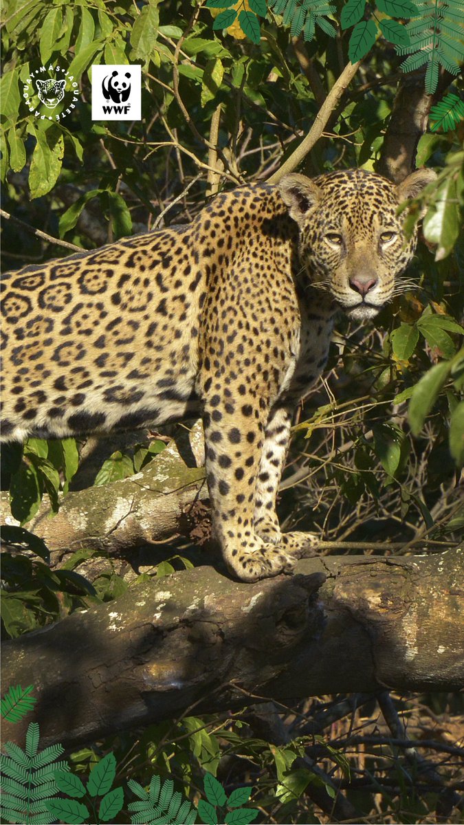 WWFpy's tweet image. Visitá nuestro perfil en Instagram, tenemos lindas sorpresas por el día del jaguareté 🐆💚🌳
