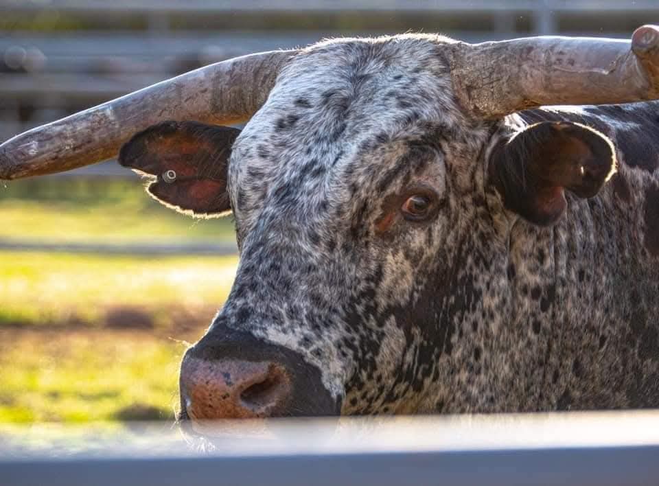 <a href="/xbillc/">Mike Boatworx</a>  
It's Saturday 
Y'all Enjoy Your Saturday 
Stay Safe Stay Strong 
God Bless Our Bucking Bull Family 
Bucking Bulls Matter Amen 
🦬🤠🦬🤠🦬🤠🦬🤠🦬🤠🦬🤠🦬🦬🦬