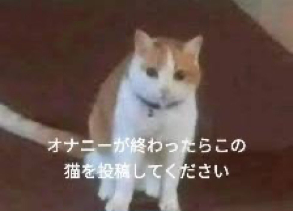 DeNdnee's tweet photo. にゃーん https://t.co/IhpGy5JFaV
