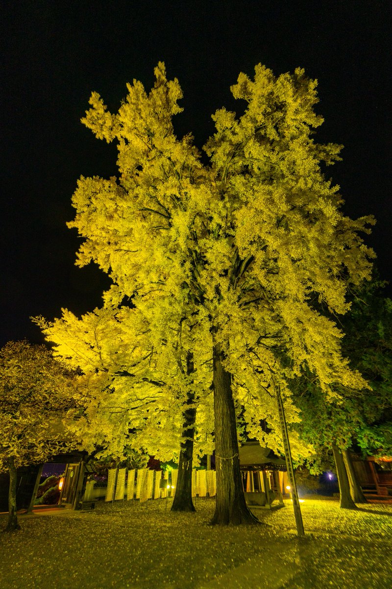 Gammaphotograp1's tweet photo. 諏訪紅葉三山巡りの一つ、諏訪市の佛法紹隆寺のイチョウのライトアップ。
迫力のある大木が色鮮やかな黄色に染まり綺麗でした。
🗓️2025.11.16
📍長野県諏訪市
#しあわせ信州 #長野のいいところ
#長野県 #信州 #諏訪 #秋 #紅葉
#信州諏訪 #佛法紹隆寺 #イチョウ
#photography #autumn #nagano
#suwacity https://t.co/igKNFW1lp4