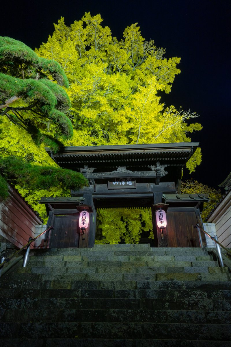 Gammaphotograp1's tweet photo. 諏訪紅葉三山巡りの一つ、諏訪市の佛法紹隆寺のイチョウのライトアップ。
迫力のある大木が色鮮やかな黄色に染まり綺麗でした。
🗓️2025.11.16
📍長野県諏訪市
#しあわせ信州 #長野のいいところ
#長野県 #信州 #諏訪 #秋 #紅葉
#信州諏訪 #佛法紹隆寺 #イチョウ
#photography #autumn #nagano
#suwacity https://t.co/igKNFW1lp4