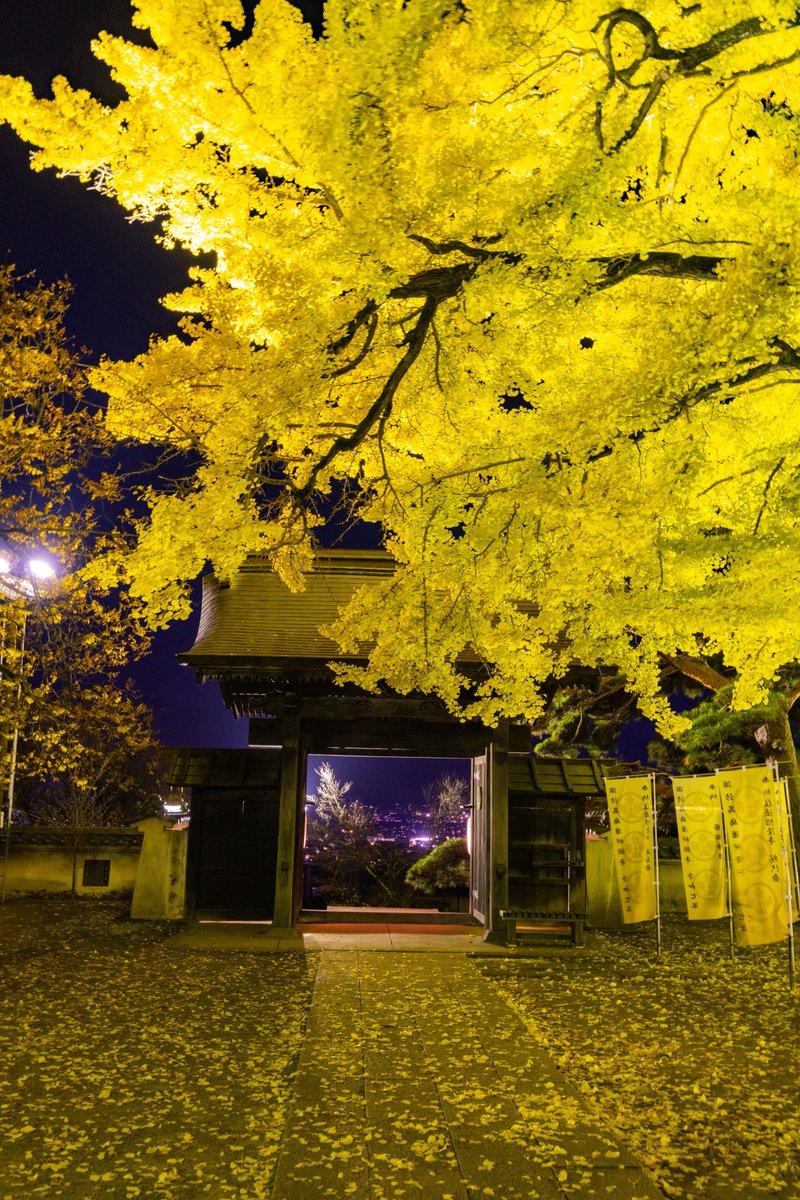 Gammaphotograp1's tweet photo. 諏訪紅葉三山巡りの一つ、諏訪市の佛法紹隆寺のイチョウのライトアップ。
迫力のある大木が色鮮やかな黄色に染まり綺麗でした。
🗓️2025.11.16
📍長野県諏訪市
#しあわせ信州 #長野のいいところ
#長野県 #信州 #諏訪 #秋 #紅葉
#信州諏訪 #佛法紹隆寺 #イチョウ
#photography #autumn #nagano
#suwacity https://t.co/igKNFW1lp4